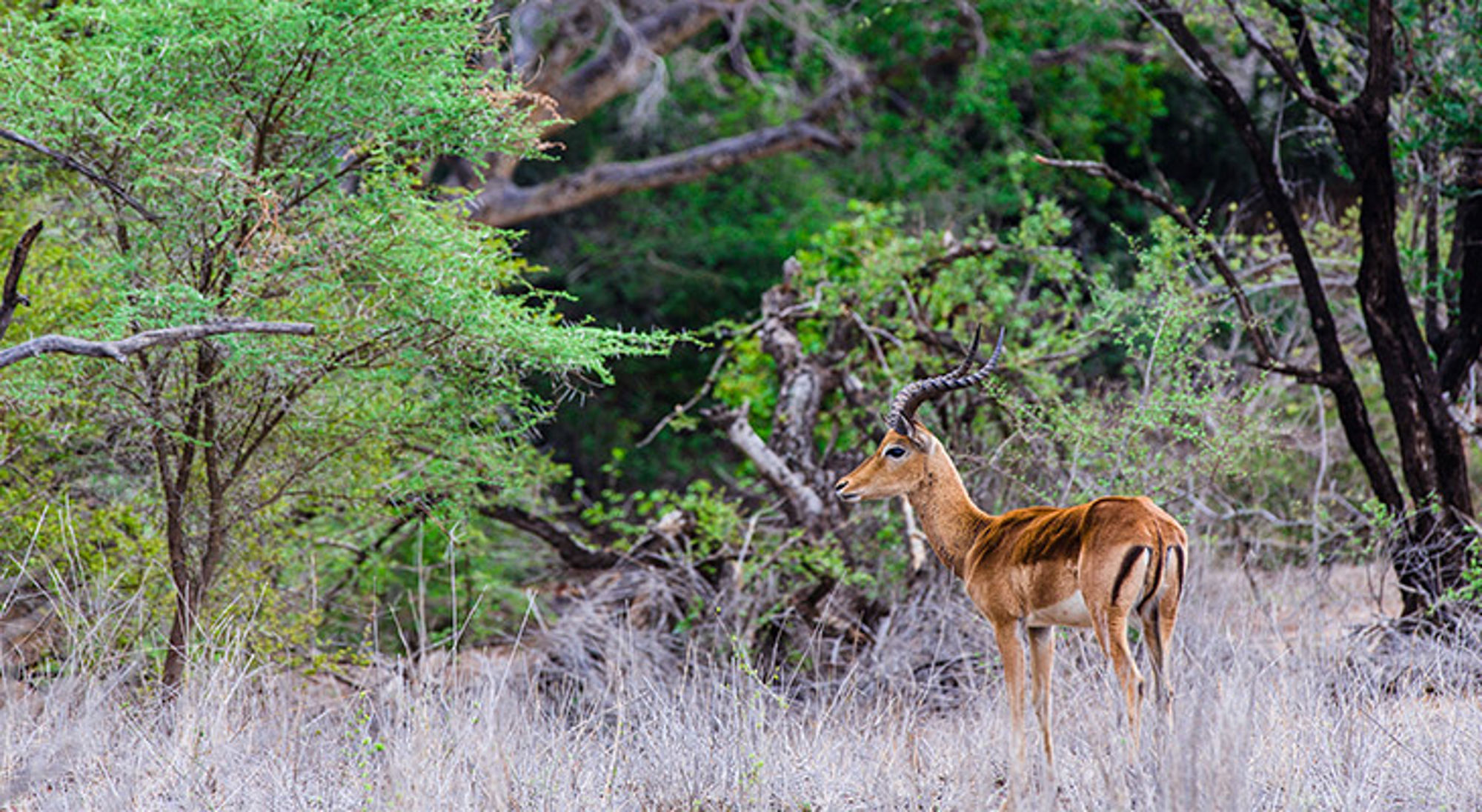 Hert in Afrika Impala in de bush tussen bomen en droog gras.
