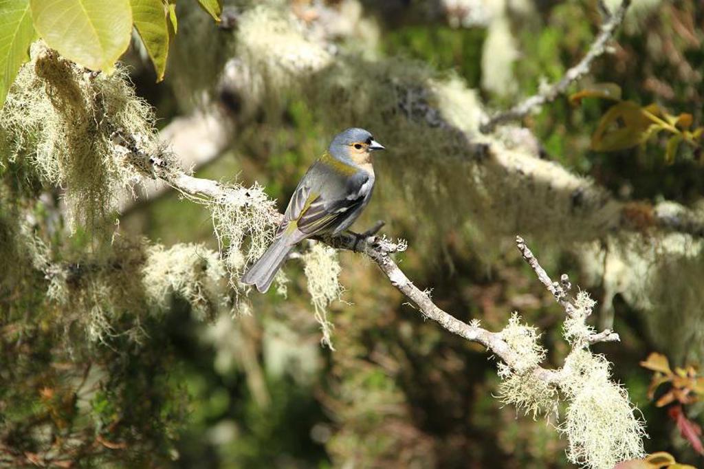 Wandelpad door het laurierbos op Madeira tijdens een wandelvakantie.