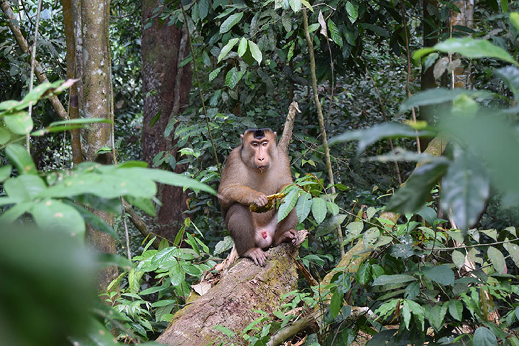 Aapje in de jungle in Indonesië Makaak zit op een omgevallen boomstam in het regenwoud, omringd door dicht groen bladerdek.