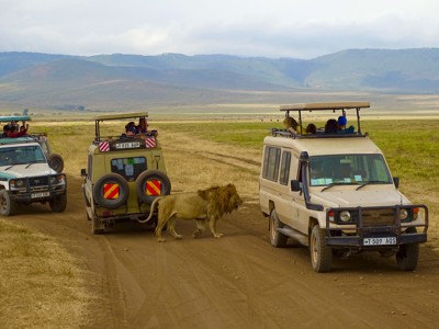 Leeuw loopt langs safari-jeeps op de savanne in Tanzania tijdens de route Kenia, Tanzania en Zanzibar (18 dagen).