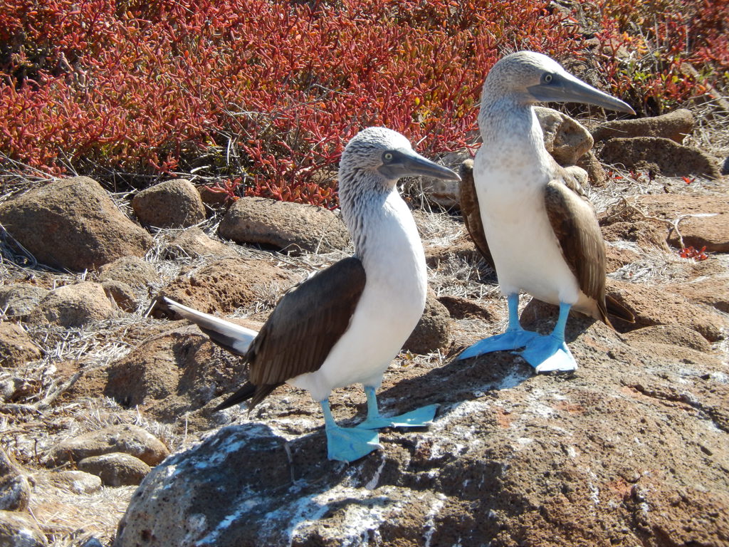 Blauwvoetgenten op rotsen op de Galapagos-eilanden tijdens familiereis Ecuador en Galapagos.
