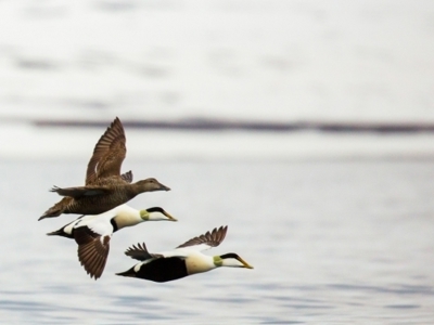 Drie eidereenden vliegen laag over zee tijdens de route Aberdeen naar Spitsbergen.