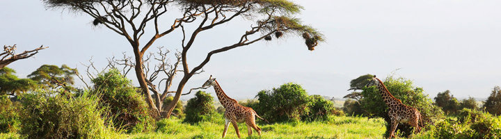 Giraffen op de savanne tussen acaciabomen in Kenia.