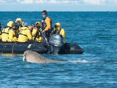 Zodiac-boot met reizigers spot een walrus in zee bij Spitsbergen.