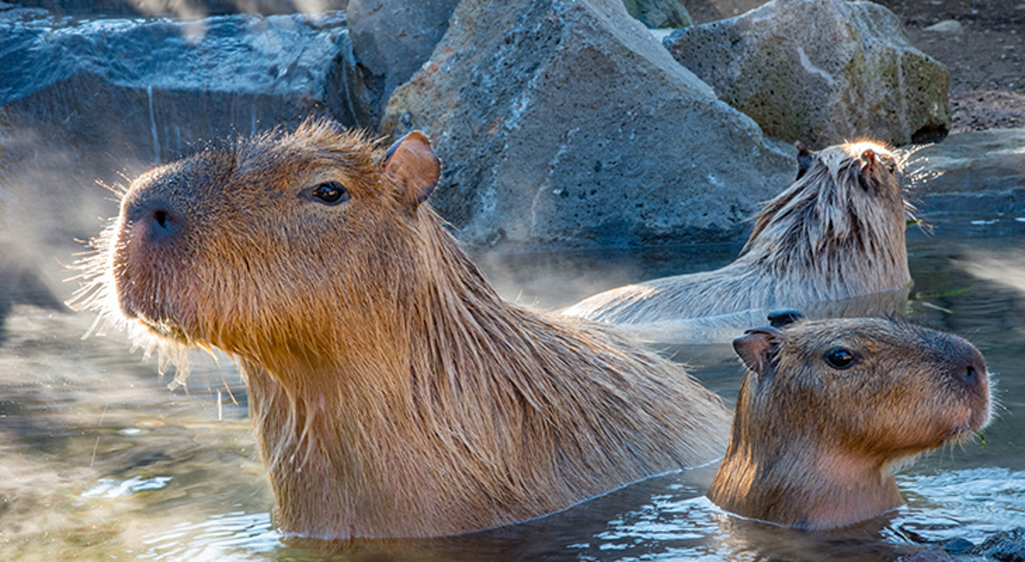 Capibara’s ontspannen in warm water tussen rotsen.