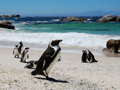Afrikaanse pinguïns op het strand bij Kaapstad langs de Route Zuid-Afrika.