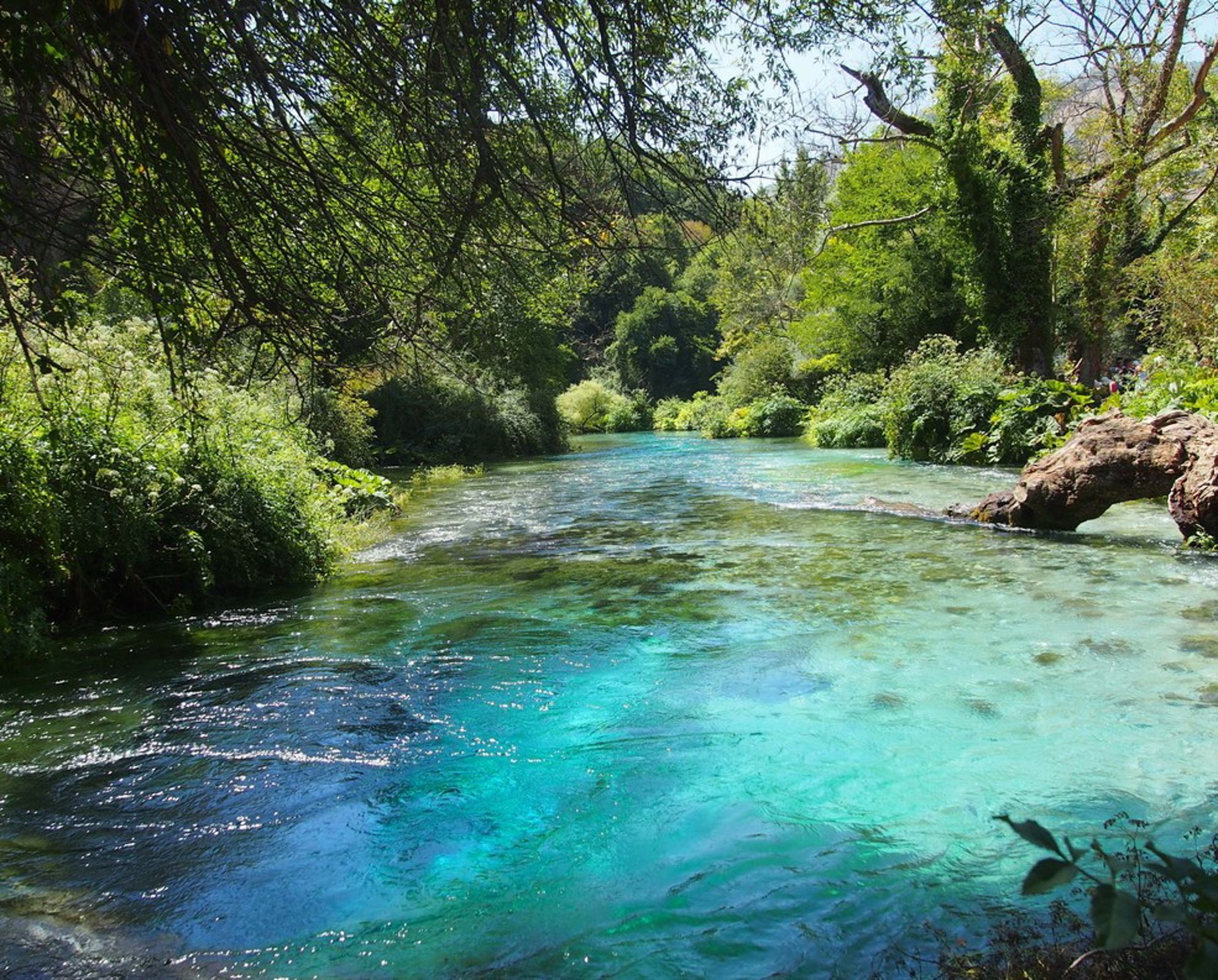 Turquoise rivier met helder water omringd door weelderig groen in Albanië.