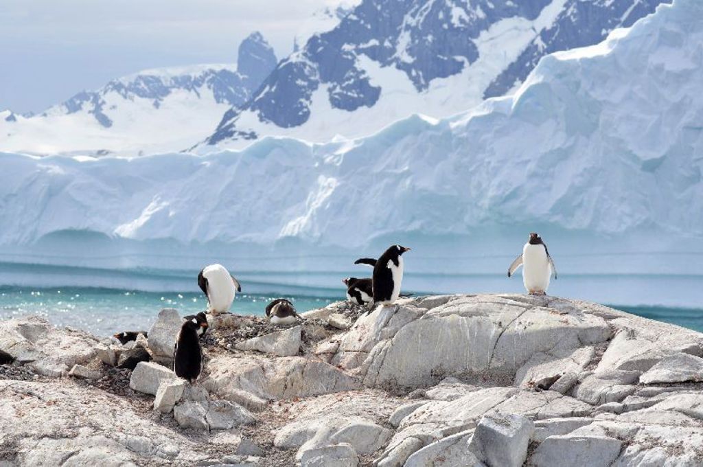 Pinguïns op rotsen aan de kust van Antarctica, met ijsbergen en besneeuwde bergen op de achtergrond.