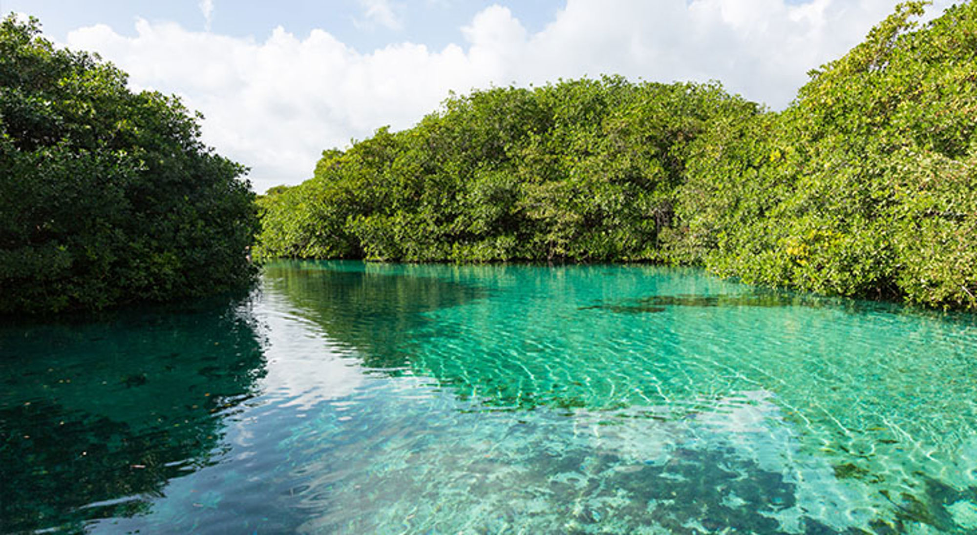 Casa Cenote Kristalhelder turquoise water tussen groene mangroven onder een blauwe lucht.