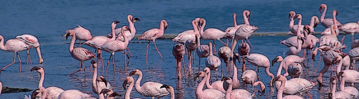 Groep flamingo’s in het water van de Ngurdoto Crater in Tanzania.