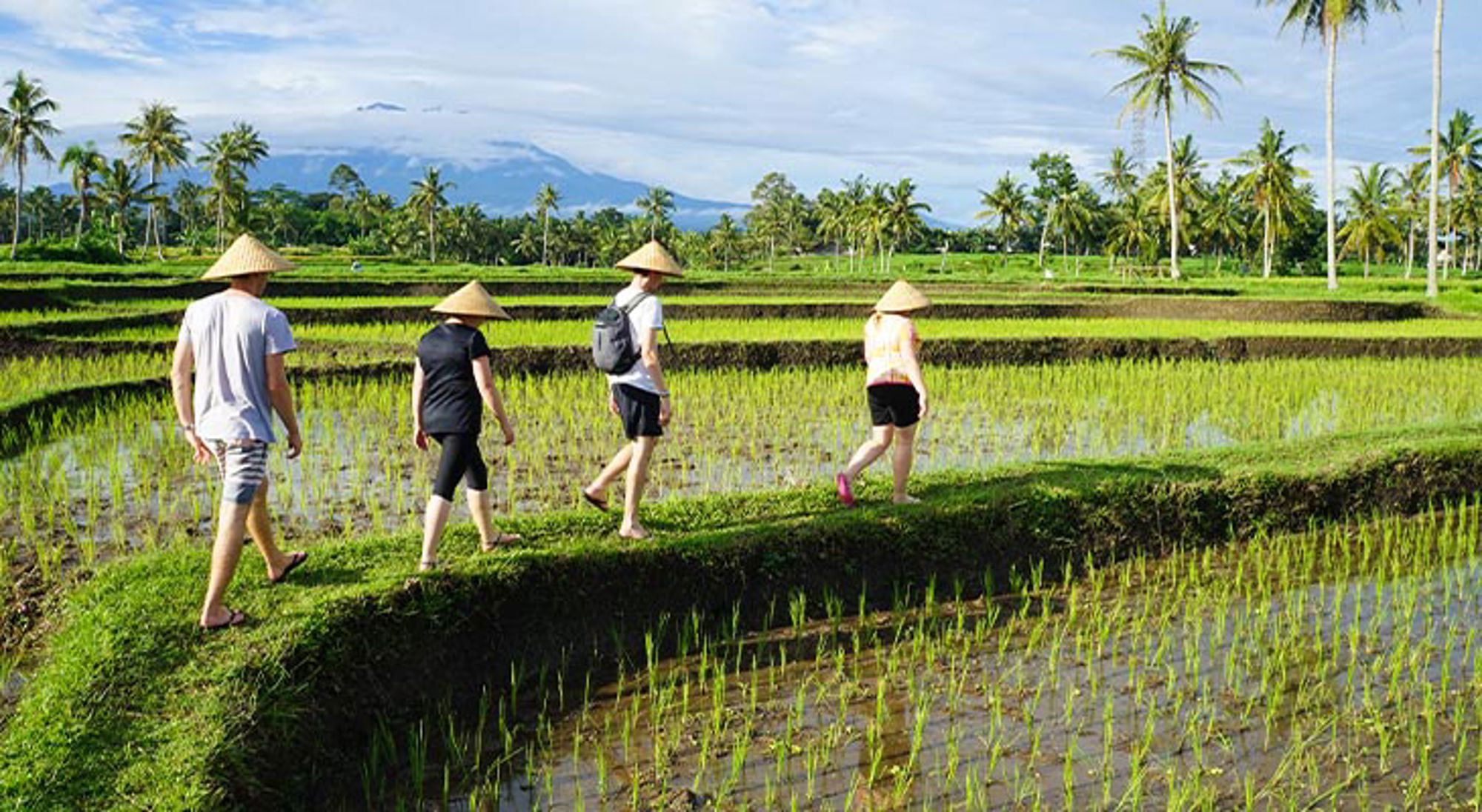 Indonesië Wandelaars met rieten hoeden lopen langs rijstvelden met palmbomen en bergen op de achtergrond.