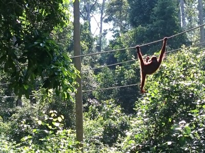 Orang-oetan slingert aan touwen door het regenwoud op Maleisisch Borneo.