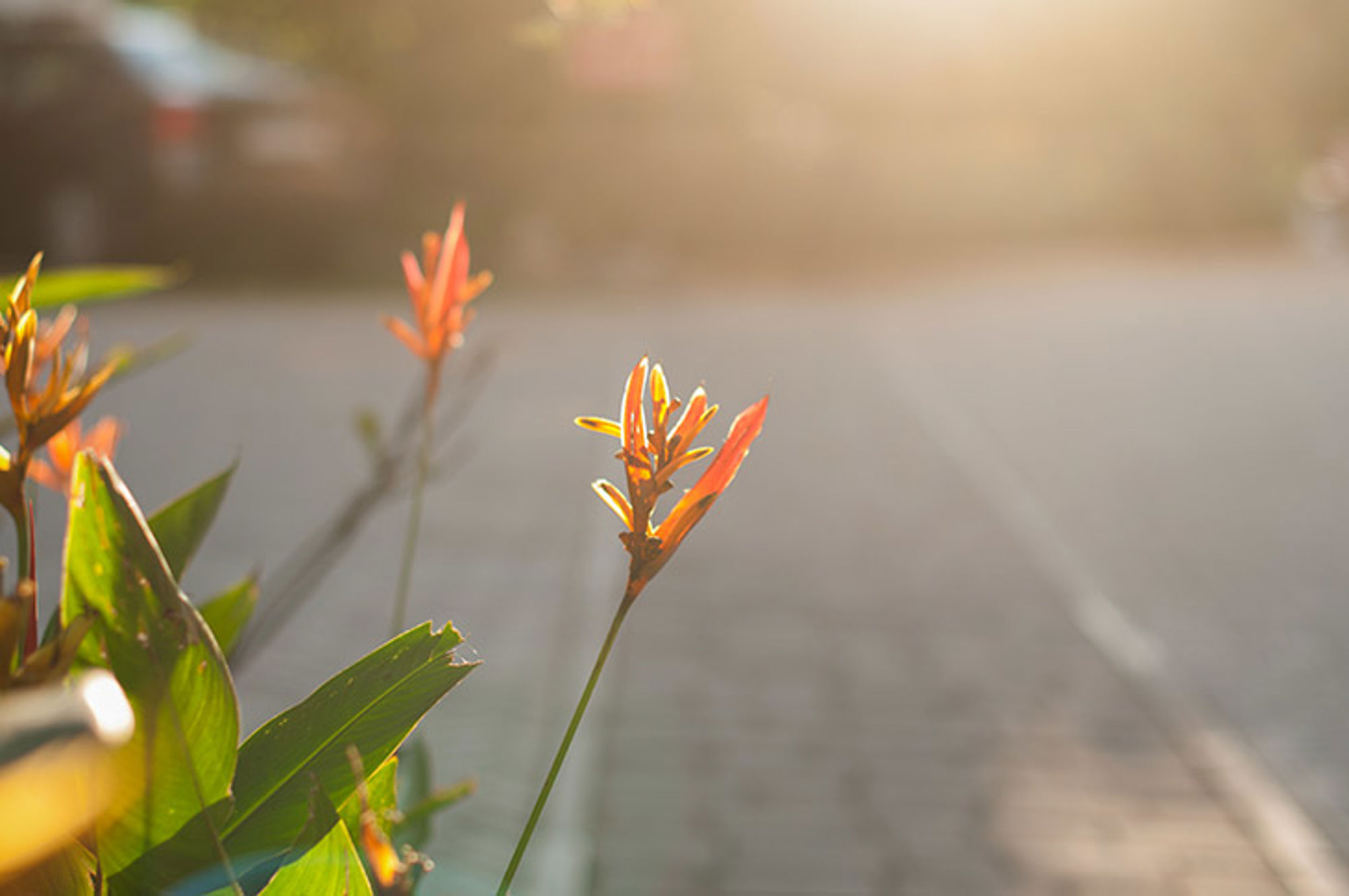 Oranje bloem in tegenlicht langs een straat, met zachte onscherpe achtergrond.