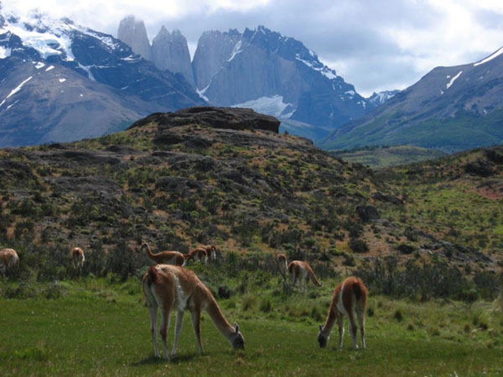 Grazende guanaco’s in Patagonië met azuurblauwe meren en besneeuwde bergtoppen op de achtergrond.