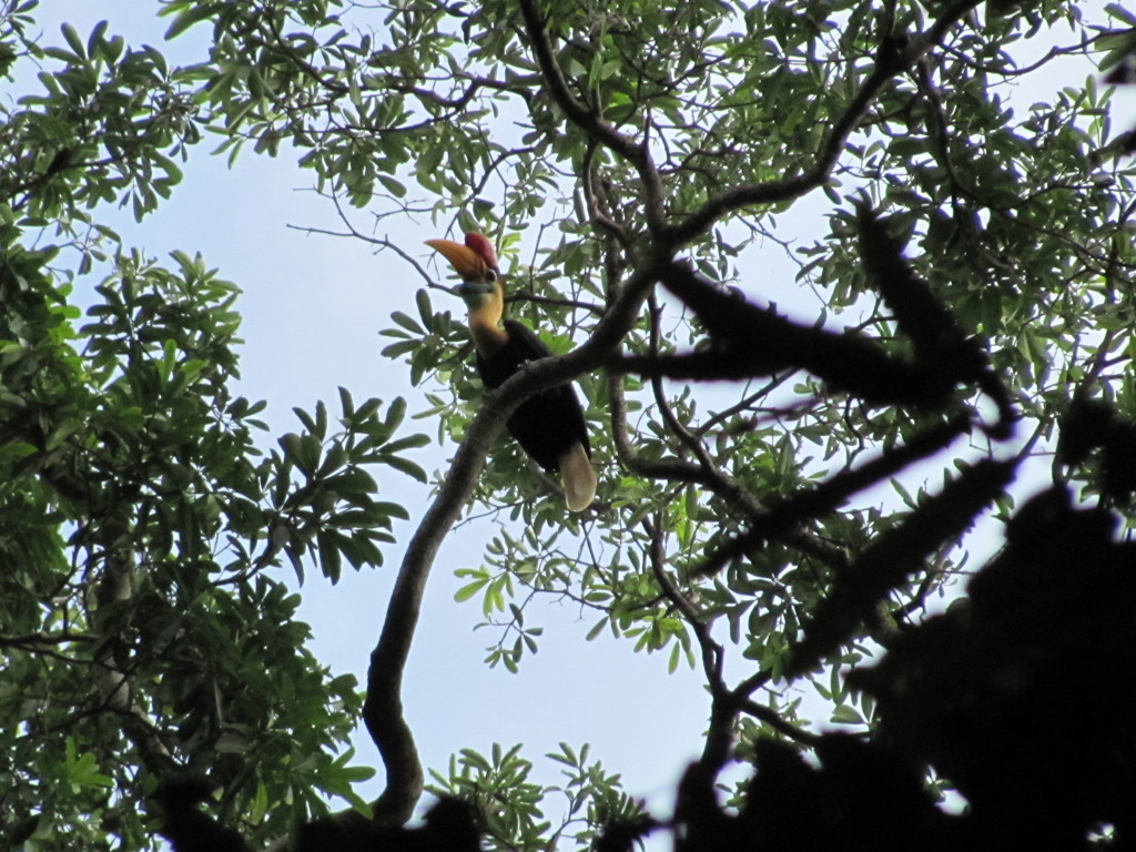 Neushoornvogel in de boomtoppen op Sulawesi tijdens een groepsrondreis Indonesië.