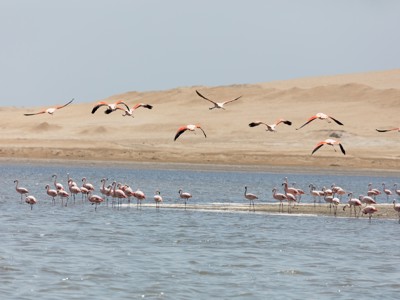 Flamingo’s bij een lagune in Peru, met zandduinen op de achtergrond.
