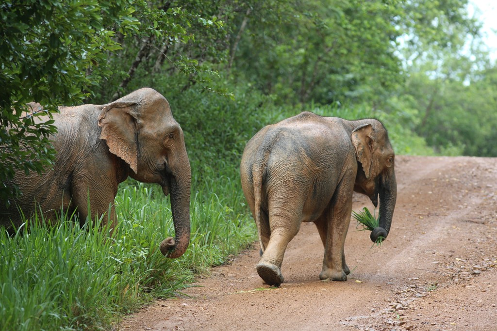 Twee olifanten lopen over een zandpad door het groen in Zuid-Thailand.