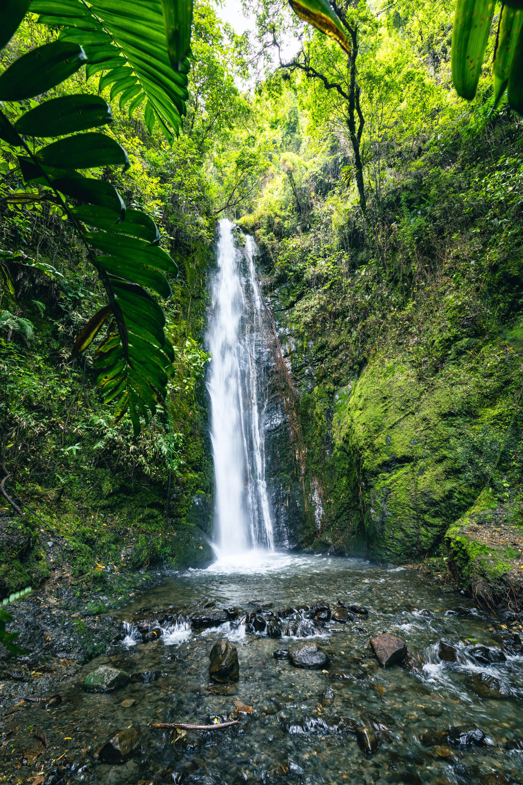 Waterval in het groene nevelwoud van Ecuador, met een beek en rotsen op de voorgrond.