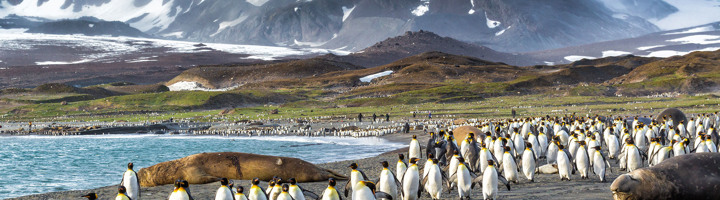 Koningspinguïns en zeeolifanten op het strand van de Falklandeilanden met besneeuwde bergen op de achtergrond.