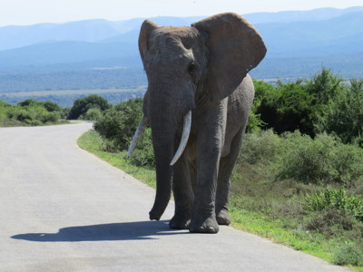 Olifant op de weg tijdens safari in het Krugerpark, Zuid-Afrika.