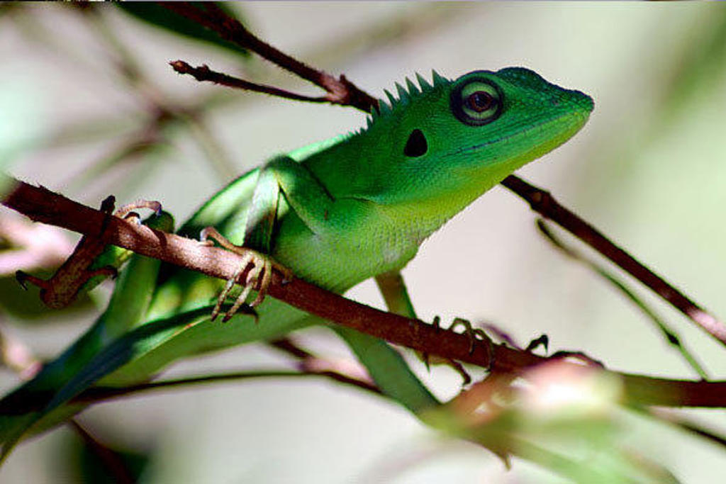 Groene hagedis op een tak in de jungle van Indonesië, tijdens een groepsrondreis Kalimantan, Sulawesi en Molukken.