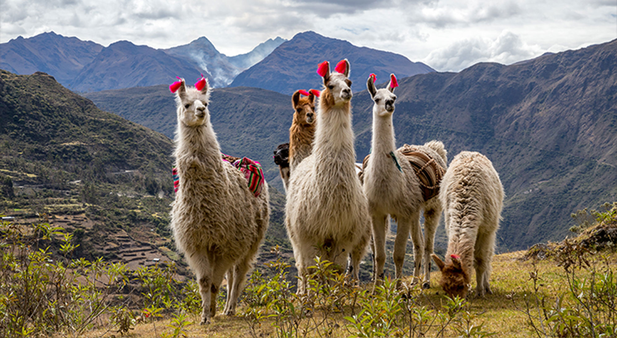 Alpaca's Inca Trail Lama’s met kleurrijke versieringen in het Andesgebergte langs de route door Peru.