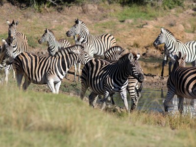 Zebrakudde bij een waterpoel tijdens de Route Tuinroute in Zuid-Afrika.