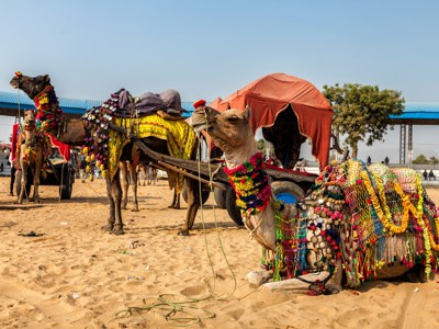 Versierde kamelen met kleurrijke dekens en kralen op een festivalterrein in Noord-India.
