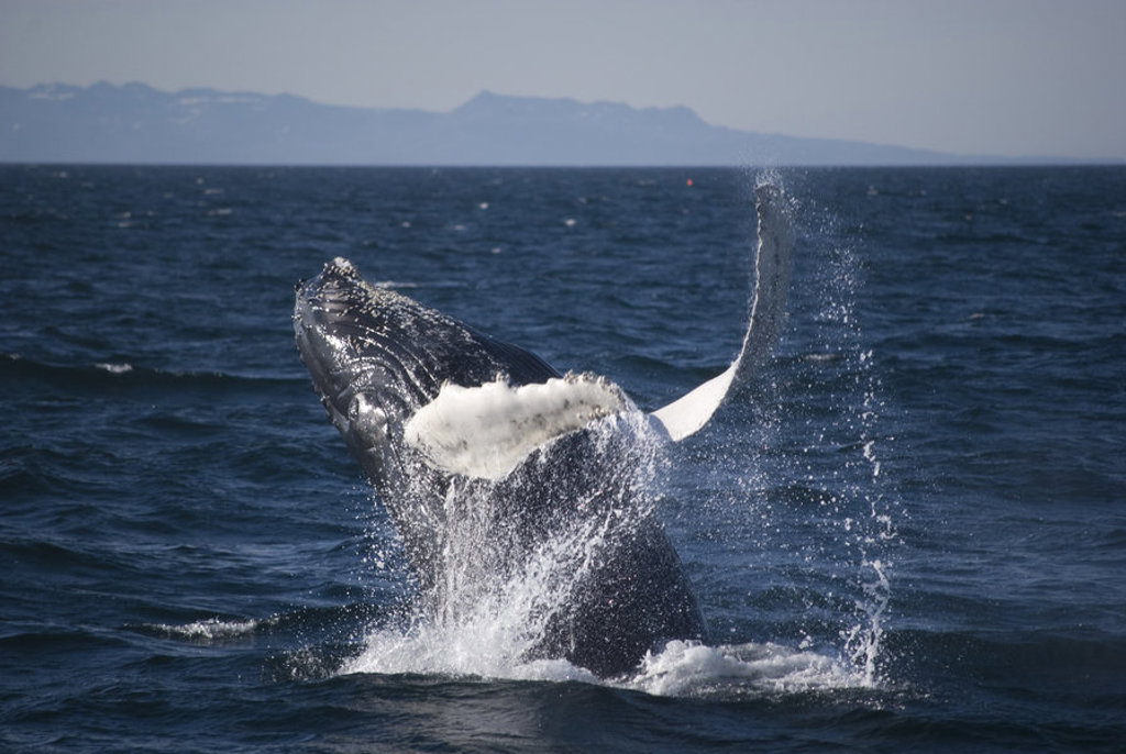 Bultrugwalvis springt uit zee bij IJsland tijdens groepsrondreis IJsland.
