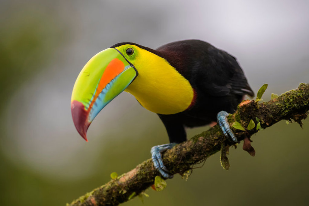 Toekan met felgekleurde snavel op een tak in het regenwoud van Costa Rica of Nicaragua.
