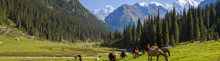 Groene bergvallei in Kazachstan met grazende paarden, dennenbossen en besneeuwde toppen op de achtergrond.