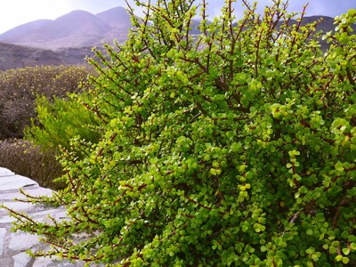 Groene struik langs een wandelpad met bergen op de achtergrond, route Zuid-Afrika.