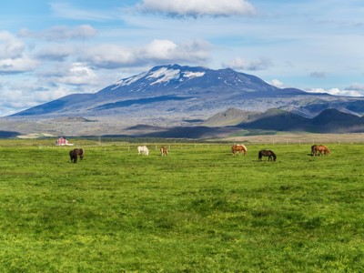 Groene weide met grazende IJslandse paarden en besneeuwde berg op de achtergrond, route 7-daagse wandelvakantie IJsland.