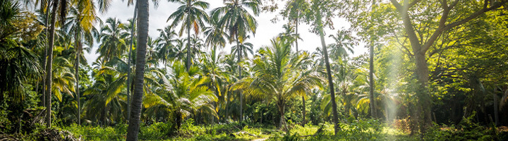 Zandpad door een groene palmenjungle in de zon, passend bij een back-to-basic vakantie.