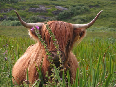 Schotse hooglander in groen heuvellandschap tijdens de route Verenigd Koninkrijk & Ierland, 21 dagen.