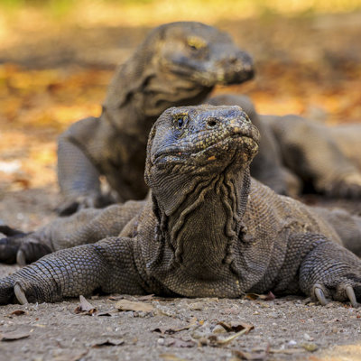 Komodovaraan op Komodo, Kleine Sunda Eilanden, Indonesië.