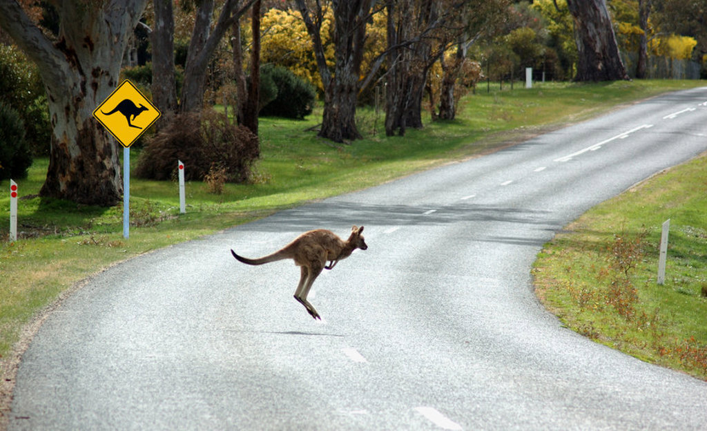 Kangoeroe steekt een landweg over in Australië tijdens een groepsrondreis van Sydney naar Darwin.