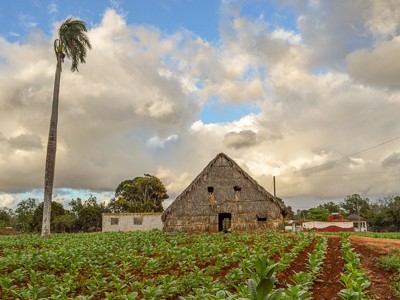 Tabaksveld met traditionele droogschuur in Cuba, onder een bewolkte lucht.