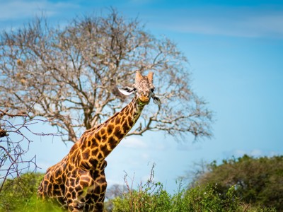 Giraffe in de savanne van Tanzania tijdens familiereis Tanzania en Zanzibar.