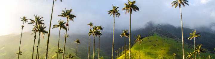 Waspalmen in de Cocora-vallei bij Salento, Colombia.