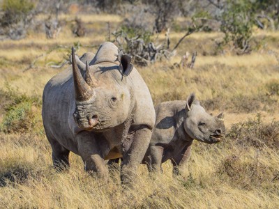 Neushoorn met jong in de Zuid-Afrikaanse savanne tijdens safari op de Route Zuid-Afrika.