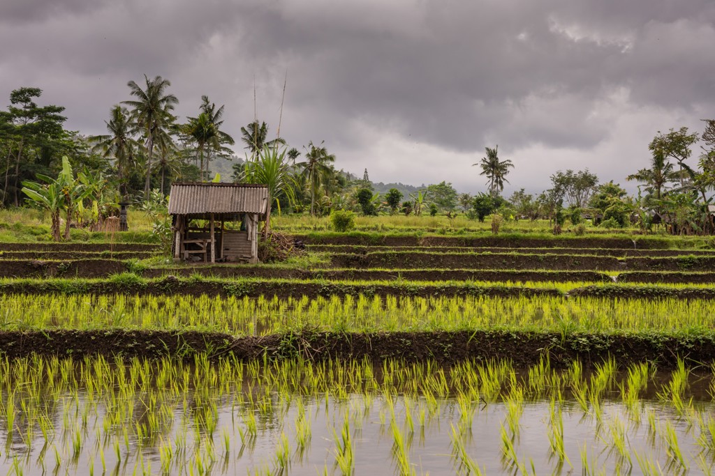 Rijstvelden op Bali met houten hutje en palmbomen onder een bewolkte lucht.