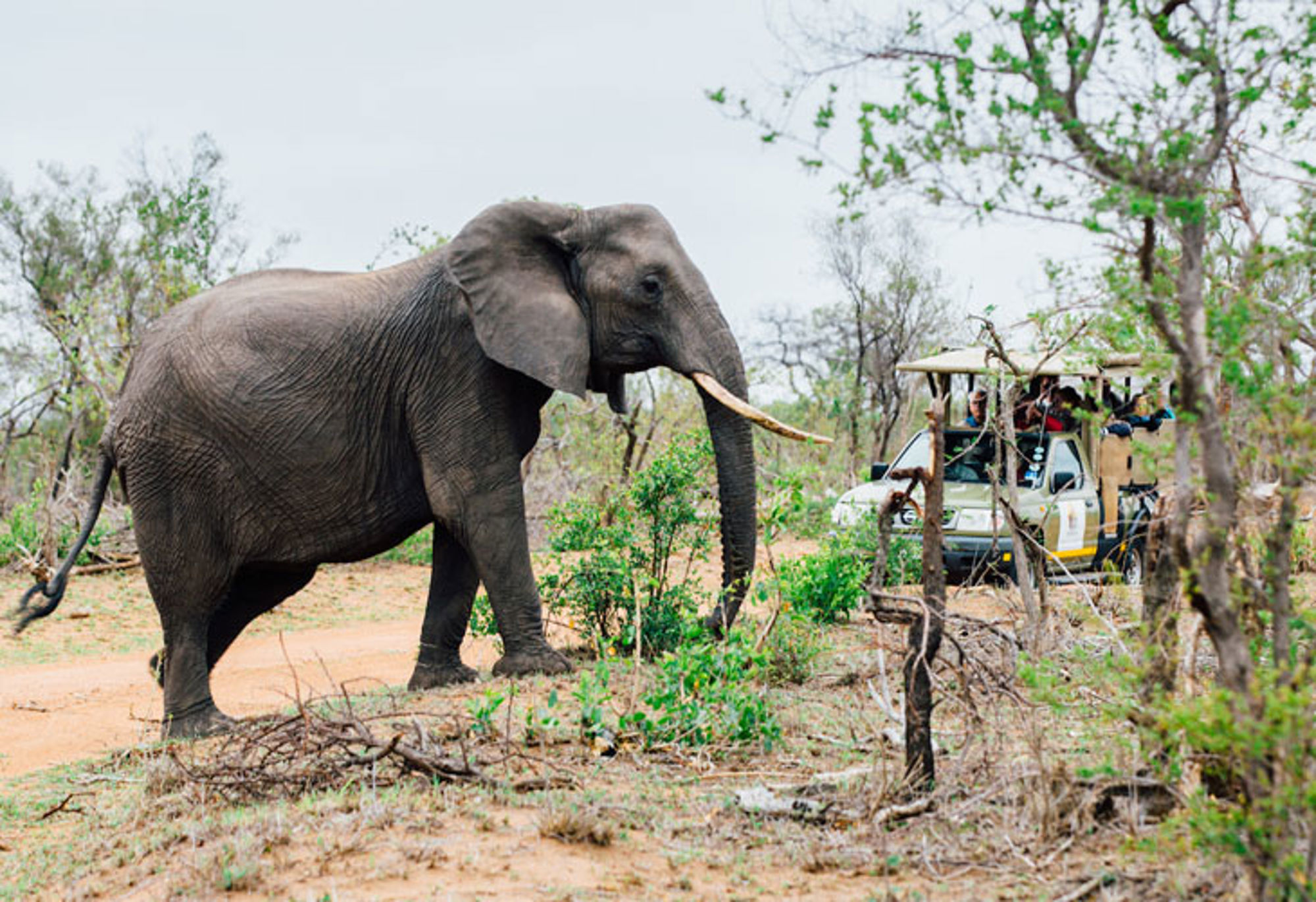 Olifant loopt langs een safarijeep met toeristen in een natuurgebied.