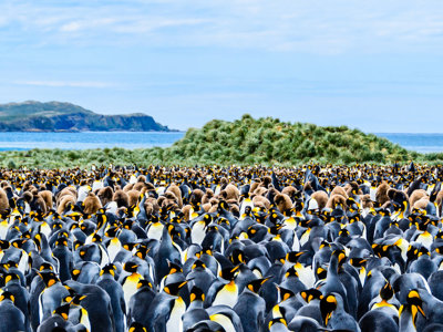 Grote kolonie koningspinguïns met kuikens op South Georgia, met oceaan en heuvels op de achtergrond.
