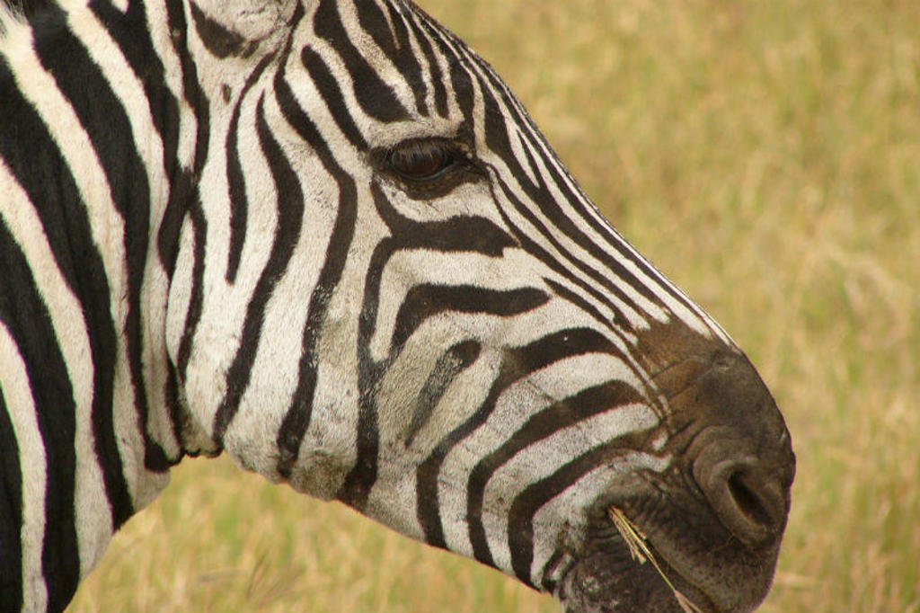 Close-up van een zebra in de savanne tijdens Familiereis Kenia Comfort.