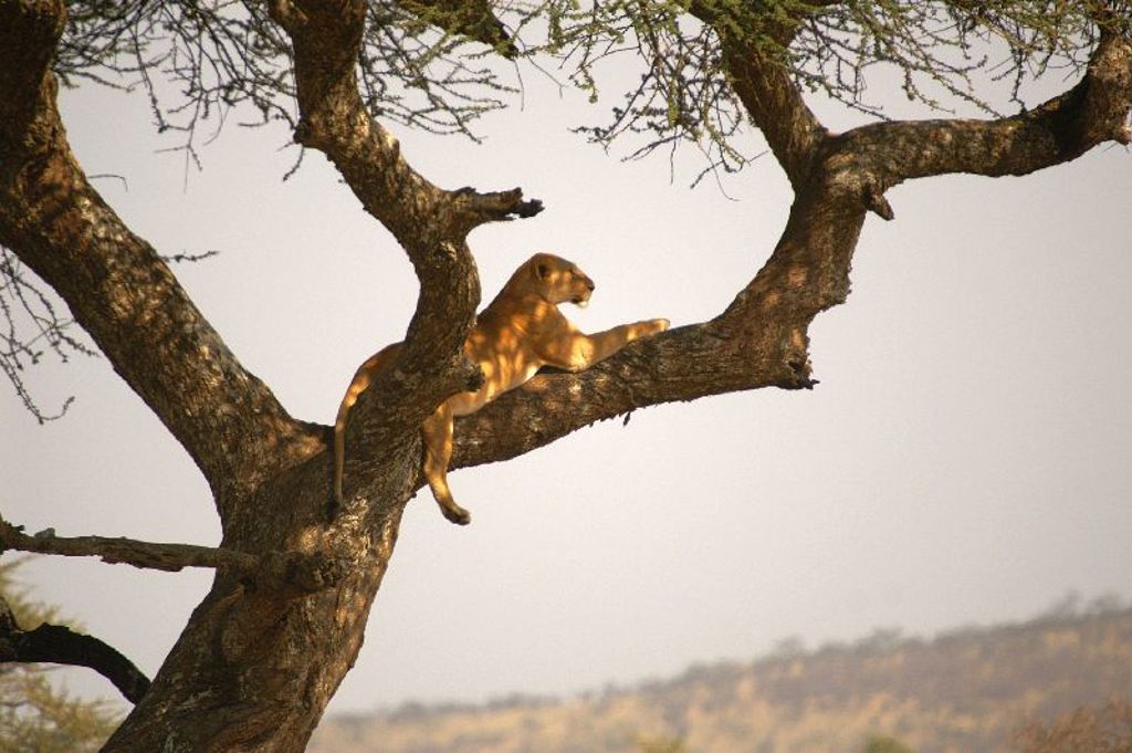 Leeuwin rust in een boom tijdens 22-35ers reis Kenia & Tanzania.