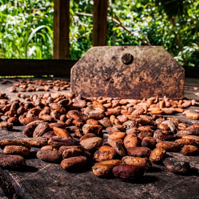 Cacaobonen drogen op houten vloer tijdens bezoek aan Chazuta in Peru.