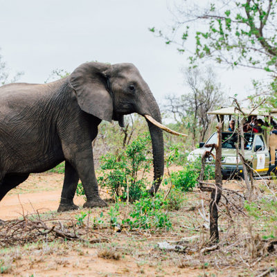 Olifant naast safarivoertuig tijdens groepsrondreis Noordelijk Zuid-Afrika en eSwatini.