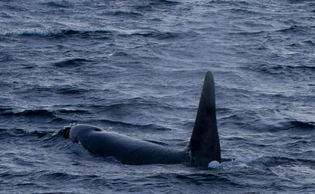 Orka zwemt aan het wateroppervlak tijdens walvissafari in Noorwegen.