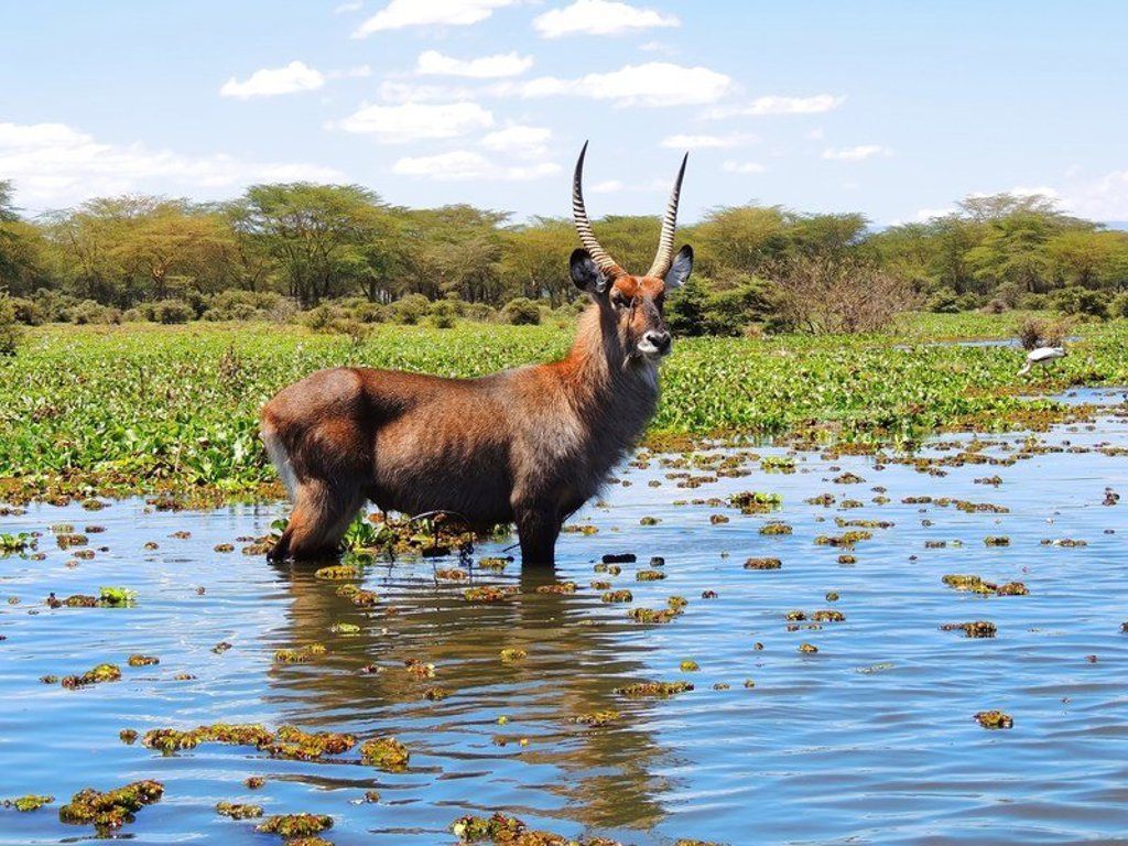Giraffen op de savanne tijdens een groepsrondreis Kenia en Tanzania.